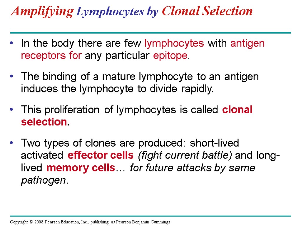 Amplifying Lymphocytes by Clonal Selection In the body there are few lymphocytes with antigen